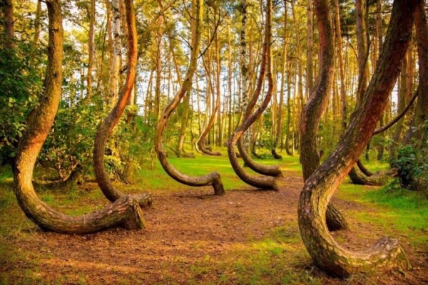 5 Hutan Terindah di Dunia, Ada yang Masih Jadi Misteri!