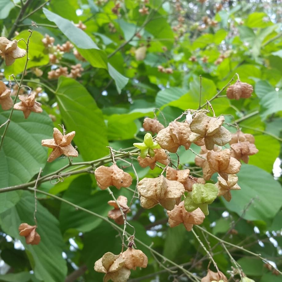 Mengenal Tahongai, Herbal Tinggi Antioksidan dari Kalimantan Timur