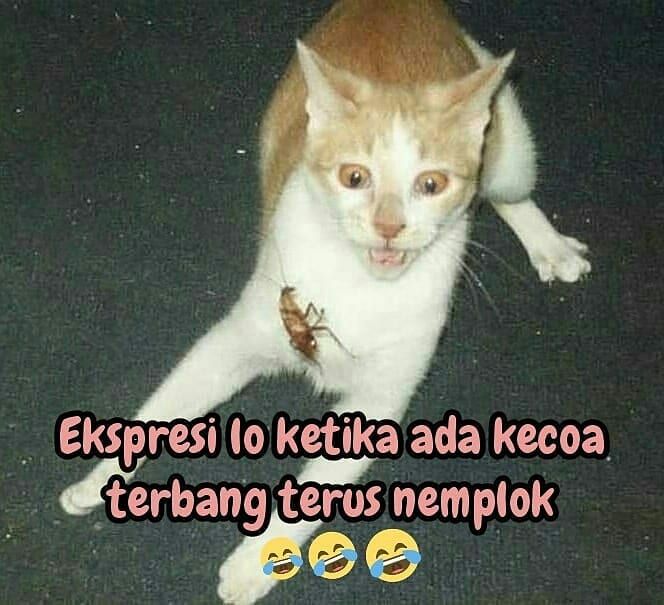 10 Meme Kecoak Ini Bikin Bikin Nyali Ciut, Tapi Kocak