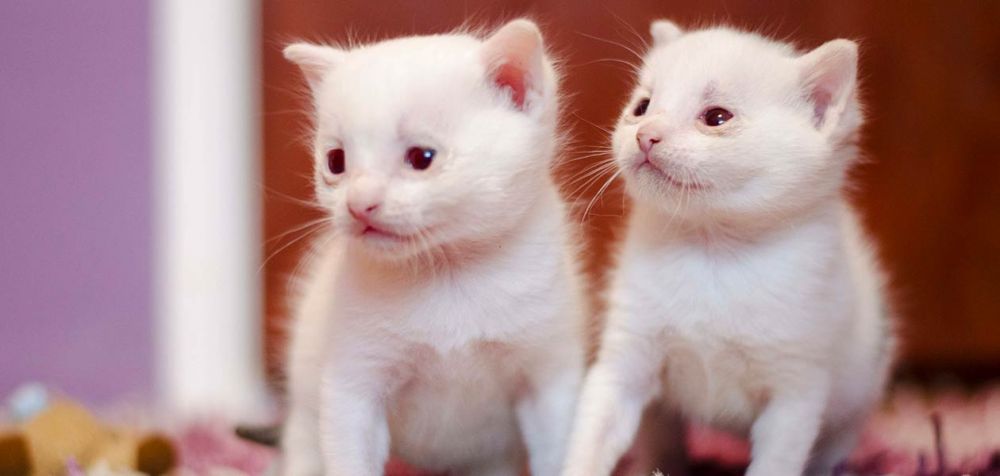 5 Warna Bulu Kucing yang Paling Langka di Dunia, Kucingmu Termasuk?