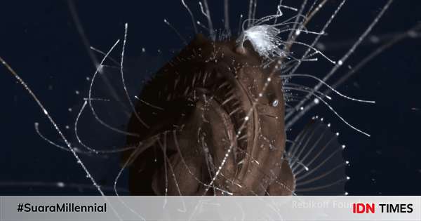 Fakta Anglerfish Yang Hidup Di Laut Dalam