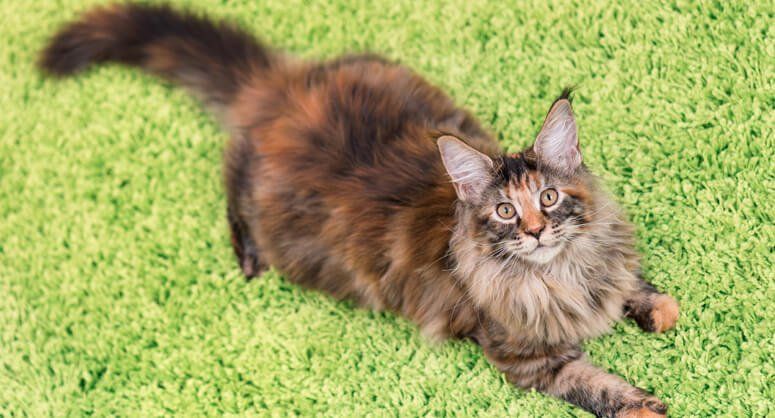 5 Warna Bulu Kucing yang Paling Langka di Dunia, Kucingmu Termasuk?