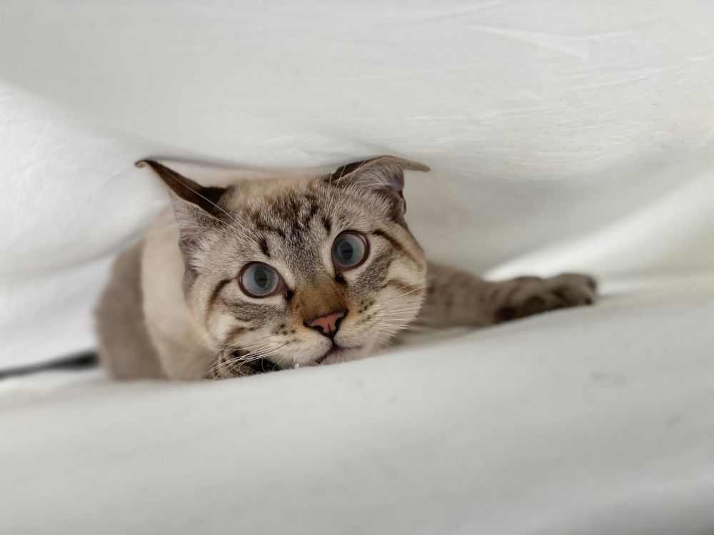 Simak 6 Cara Mengatasi Kucing yang Ketakutan, Wajib Paham