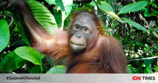 Apart from Orangutans, 5 Mammals whose names start with O