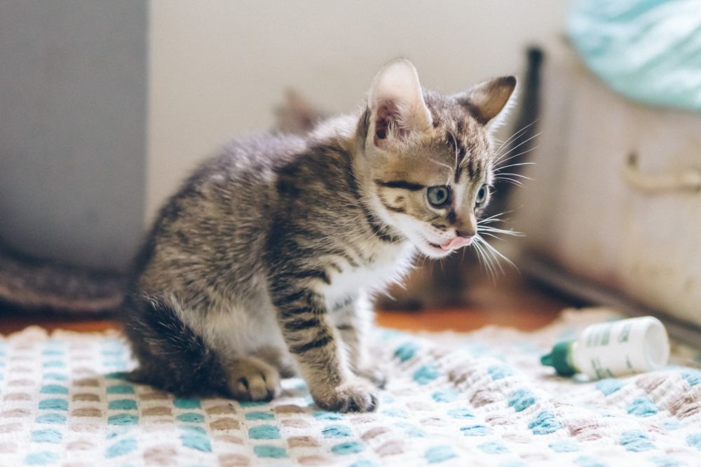 7 Fakta Feline Distemper, Penyakit Mematikan pada Kucing Kesayangan