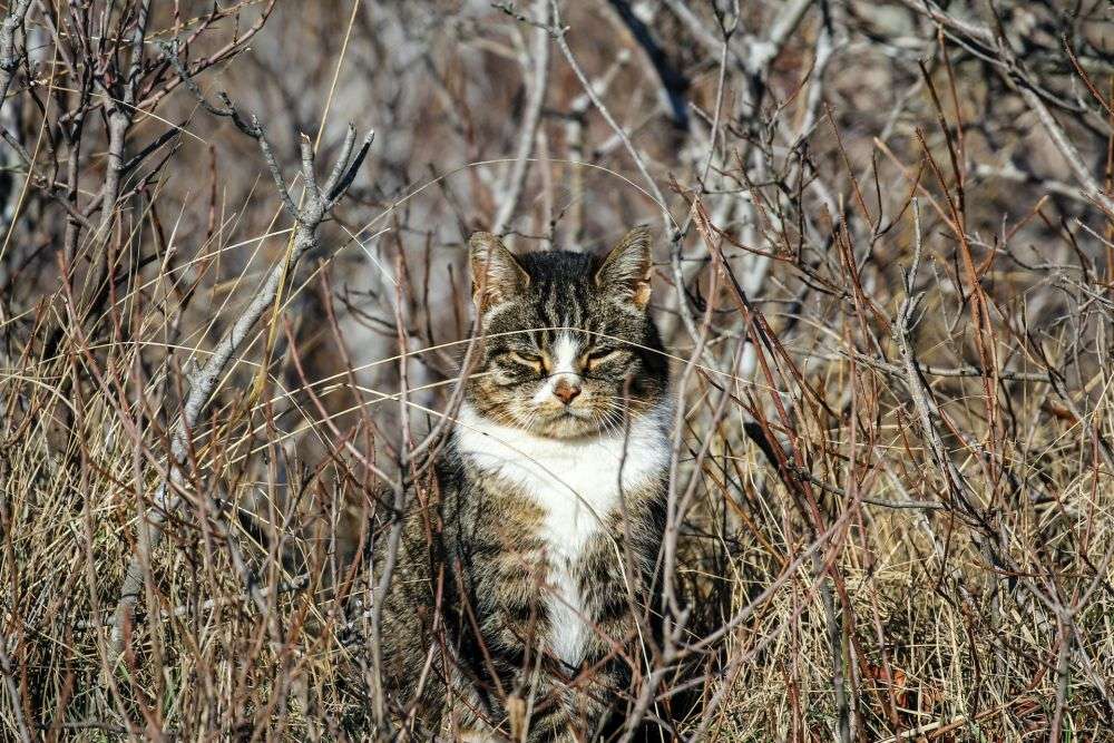 7 Tanda Kucing Kesayangan Sudah Mulai Tua