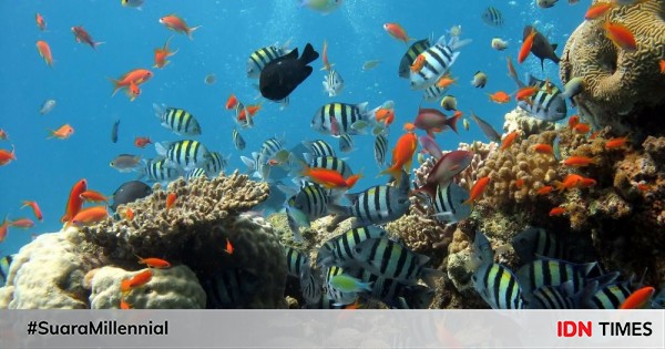 670 Koleksi Ikan Hias Air Laut Yang Gampang Dipelihara Gratis Terbaik