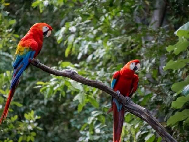 9 Fakta Makaw Merah, Saudara Beo yang Tak Pandai Bicara