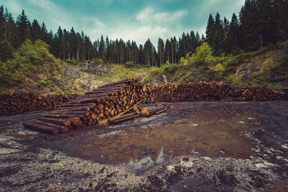 5 Fakta Dampak Buruk Deforestasi, Bikin Ekosistem Terganggu!