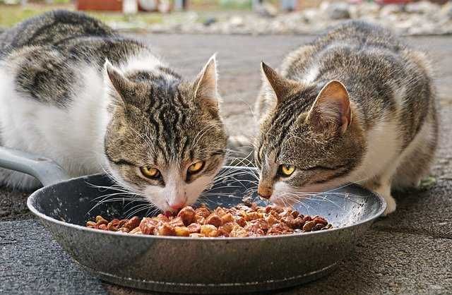 6 Alasan Kucing Menangis, Salah Satunya Kesepian