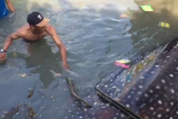 Nelayan Selamatkan Hiu Tutul Terdampar di Laut Paciran Lamongan