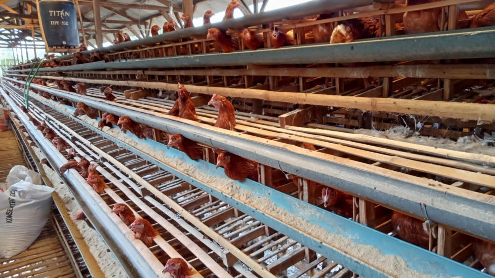 30 Persen Peternak Ayam di Jateng Bangkrut, Pemerintah Dituntut Beri Subsidi