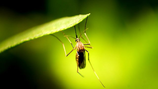 Serangga Kecil Namun Mematikan Bagi Manusia