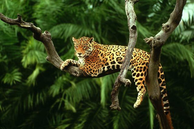 5 Hewan Mematikan yang Menghuni Hutan Amazon, Ada Hewan Apa Aja?
