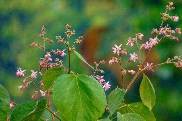 Mengenal Tahongai, Herbal Tinggi Antioksidan dari Kalimantan Timur