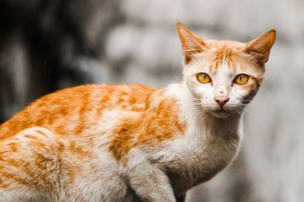 Ketika Siswa Madrasah Bagikan Makanan untuk Kucing Liar