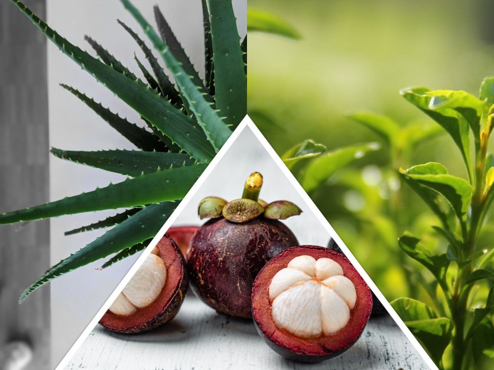 Kombinasi Ekstrak Herbal sebagai Antijerawat, Terbukti Ampuh