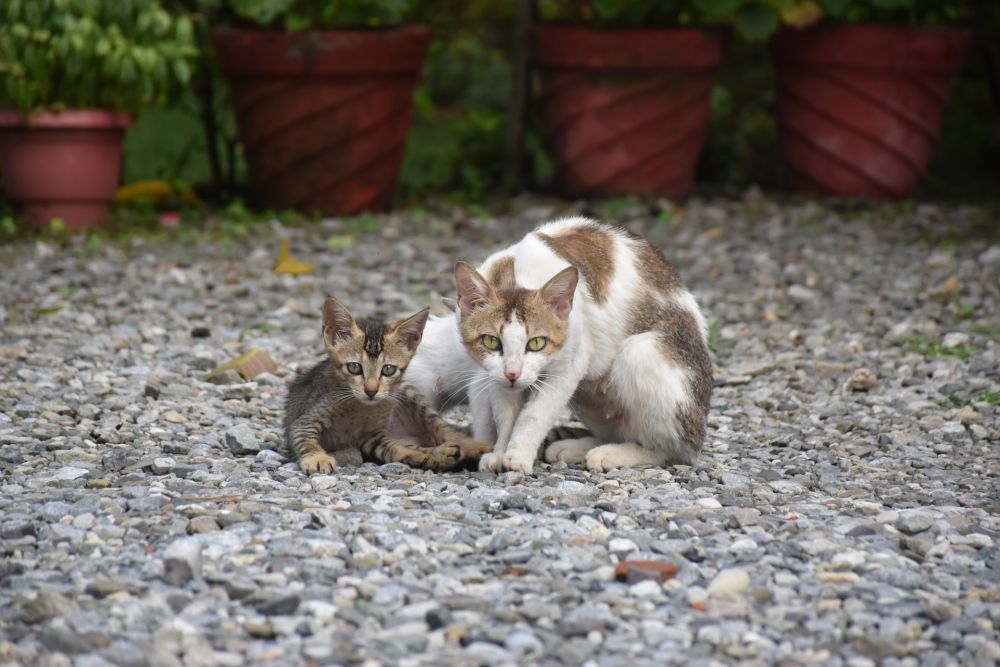 Mengenal Mastitis, Penyebab Induk Kucing Tidak Mau Menyusui