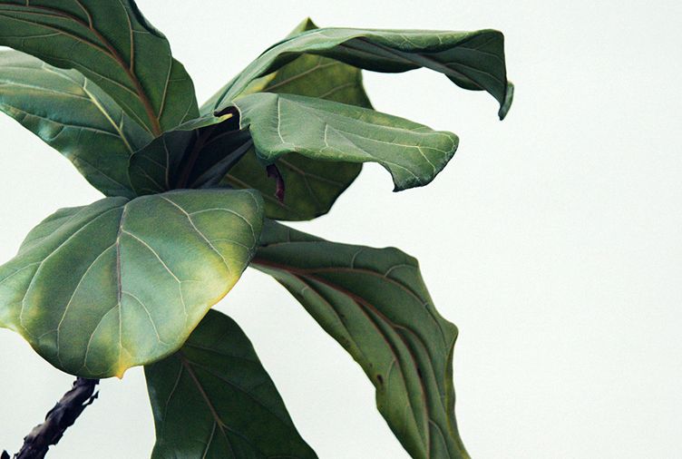 5 Penyebab daun tanaman dekoratif dengan cepat, lihat juga solusi