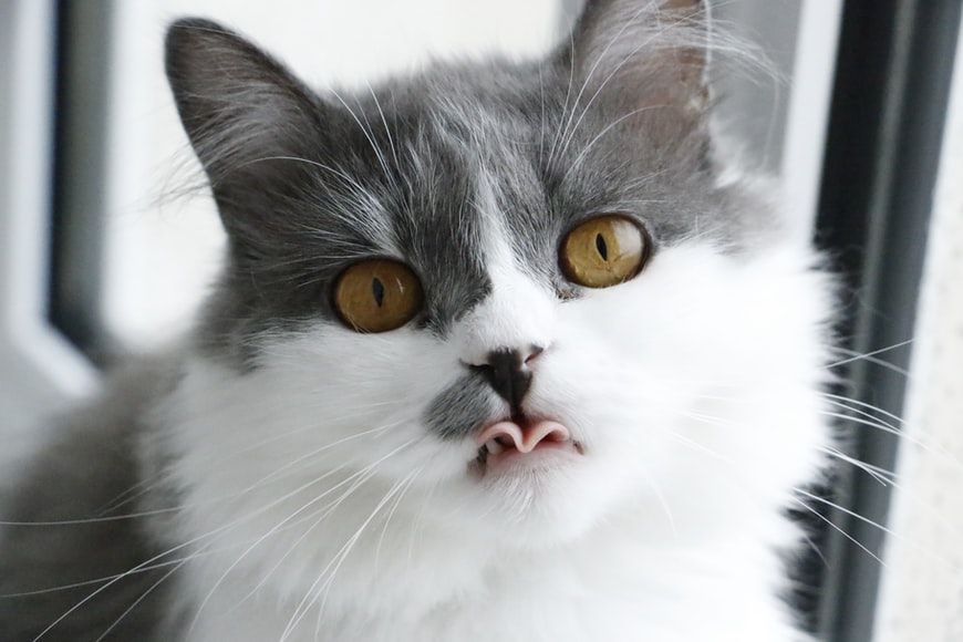 5 Obat-obatan yang Tak Boleh Diberikan ke Kucing, Jangan Keliru!