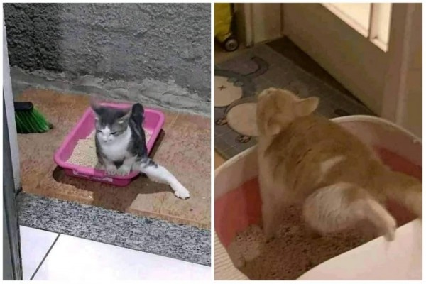 10 Momen Absurd Kucing saat Berada di Dekat Litter Box, Eksis Abis!