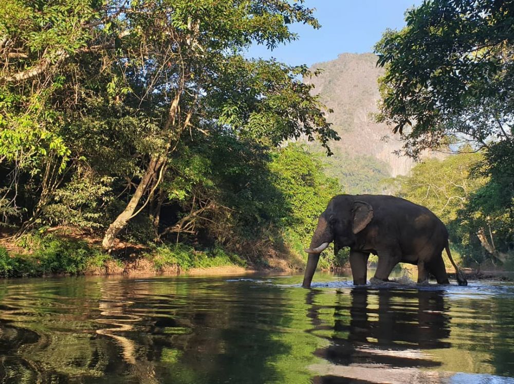 Elephant Sanctuary Laos.