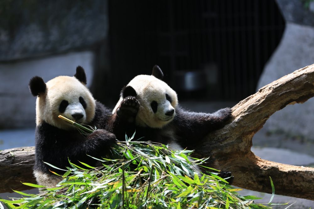 Panda Lahirkan Anak Kembar di Madrid, Dianggap Sebagai Keberhasilan