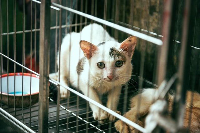 Kesal Disuruh Mindahin Kandang Kucing, Anak di Buleleng Bunuh Bapaknya