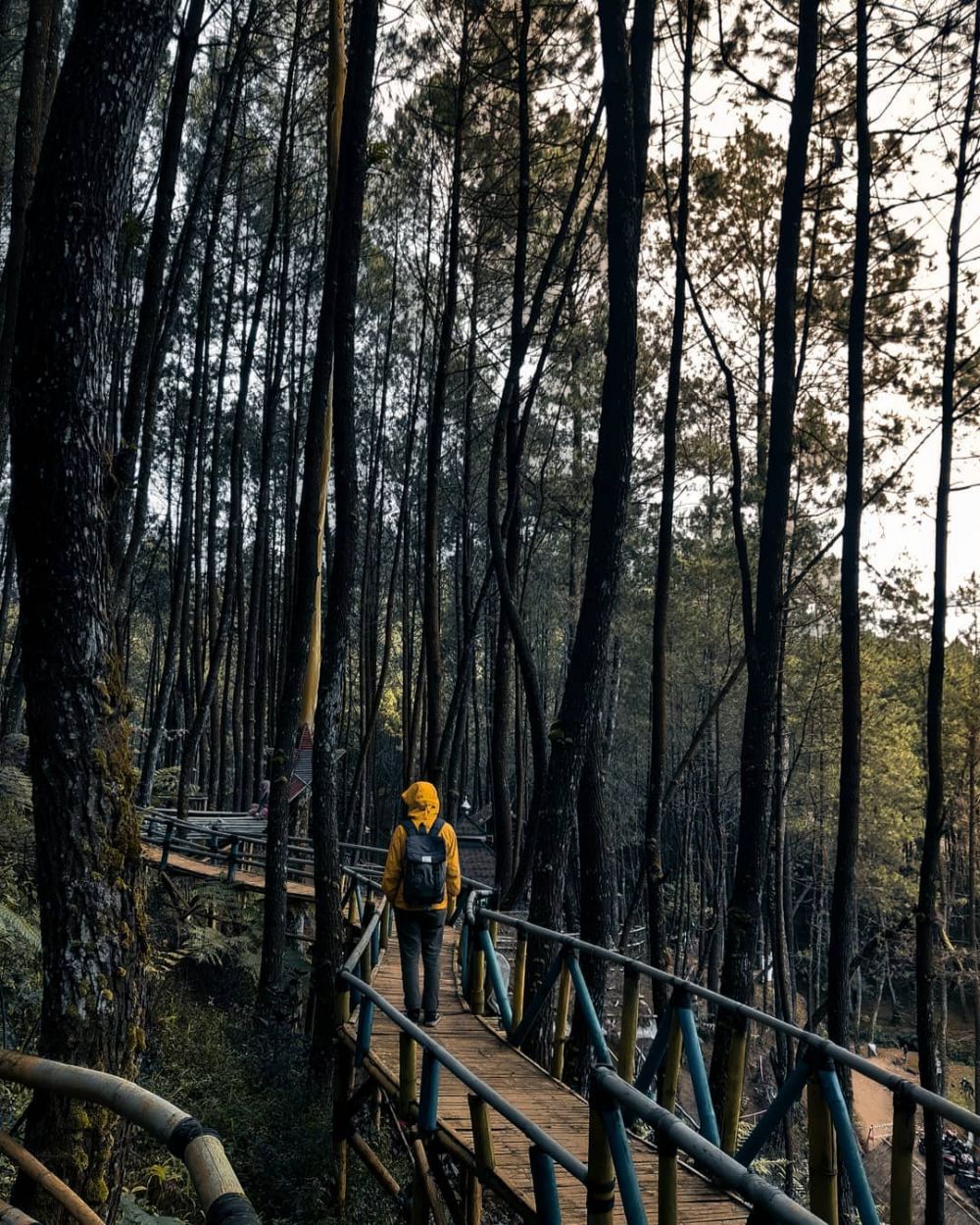 Wisata Hutan Pinus Rahong, Penuhi Hari Sembari Manjakan Diri