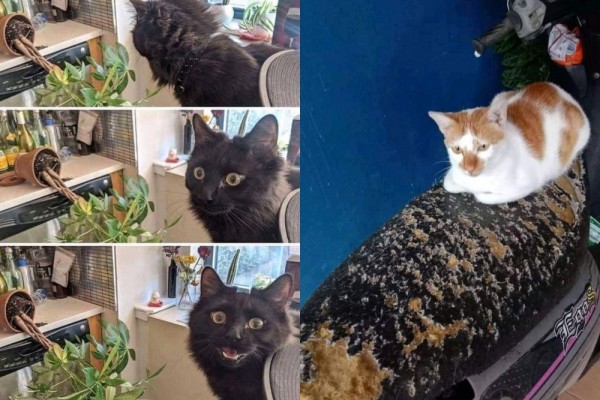 11 Tingkah Ajaib Kucing yang Bikin Sebal, tapi Kocak Parah!