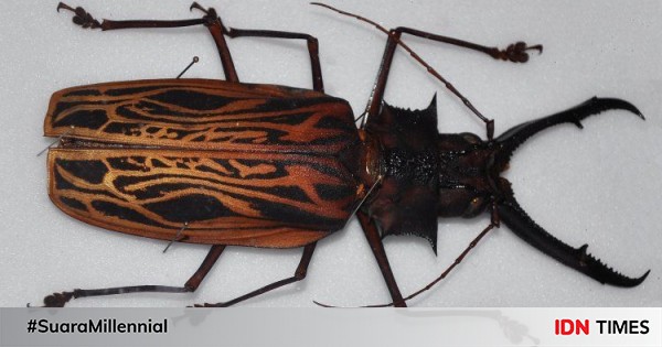 5 Insect Species with the Largest Size in the World