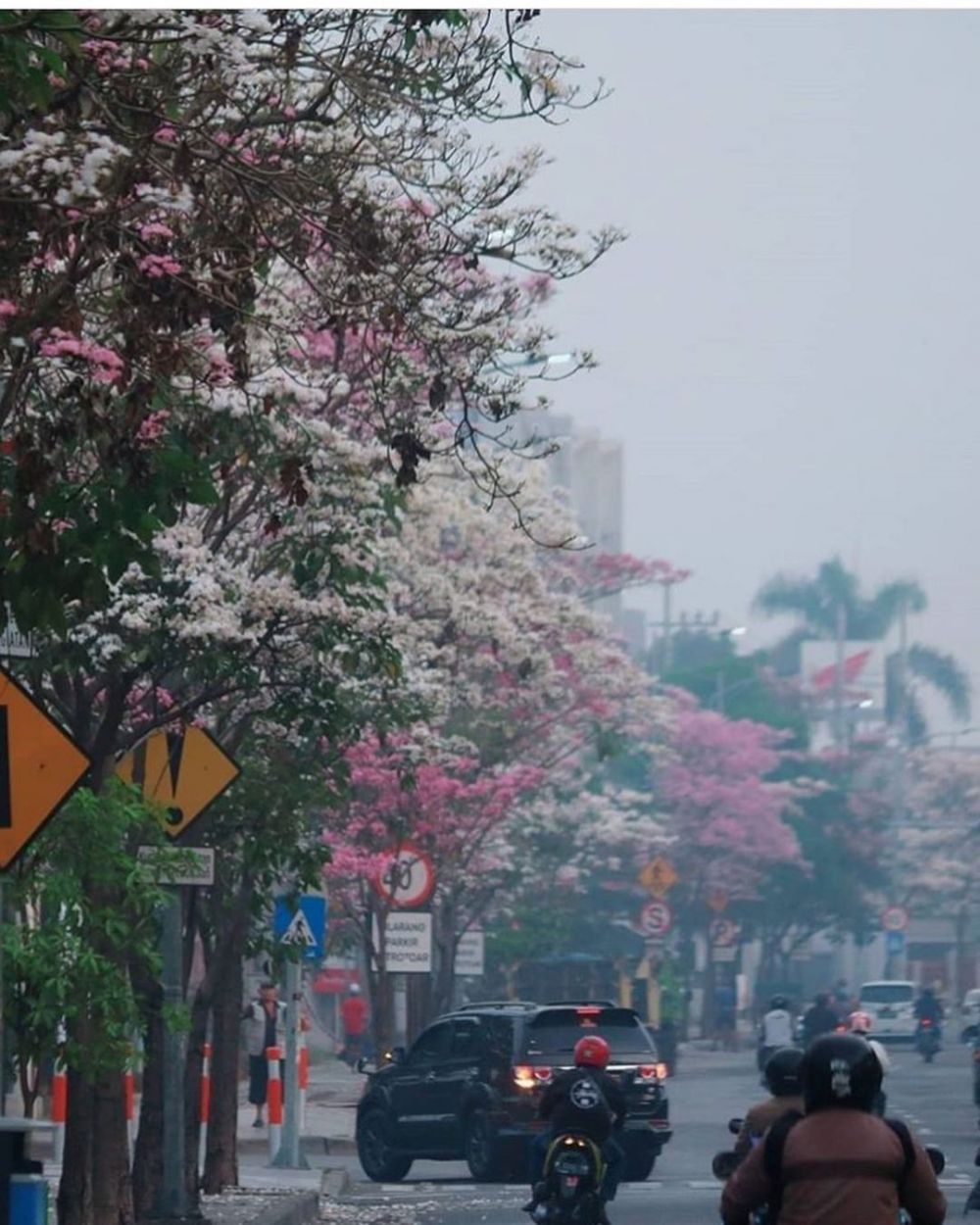 Potret Mekarnya Bunga Tabebuya Di Surabaya