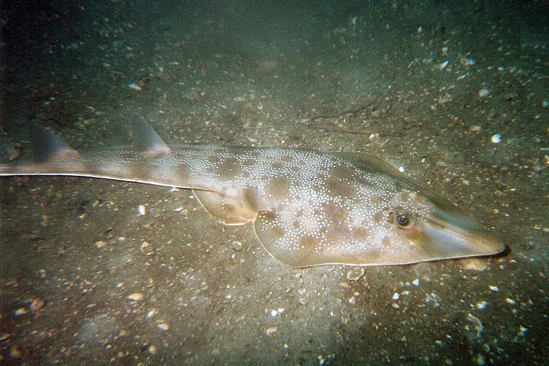 5 Spesies Ikan Pari Paling Unik, Ternyata Ada di Indonesia! 