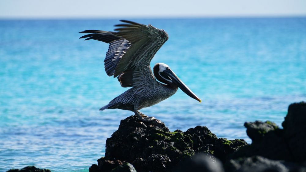 Tempat Berkumpulnya Fauna Unik, Ini 5 Fakta Kepulauan Galapagos