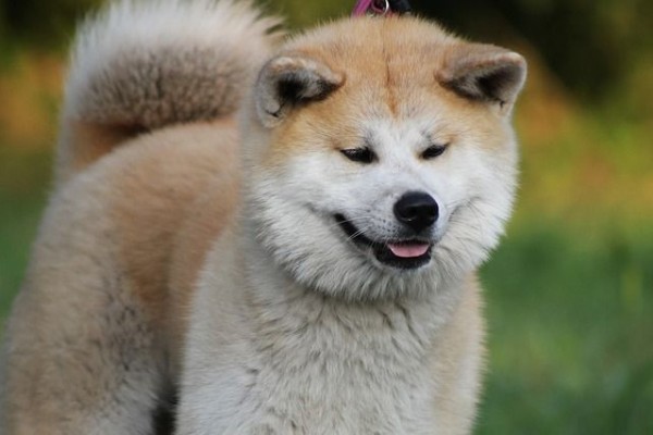 Selain Shiba Inu, Ini 5 Anjing Asli Jepang yang Tak Kalah Imut