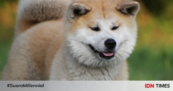 Selain Shiba Inu Anjing Asli Jepang Yang Tak Kalah Imut