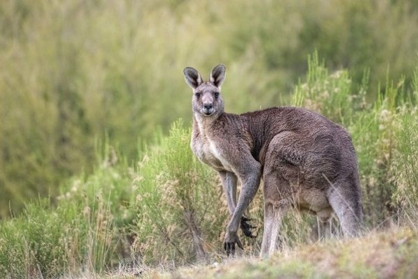 2 Remaja Australia Ditangkap Karena Membunuh 14 Kanguru