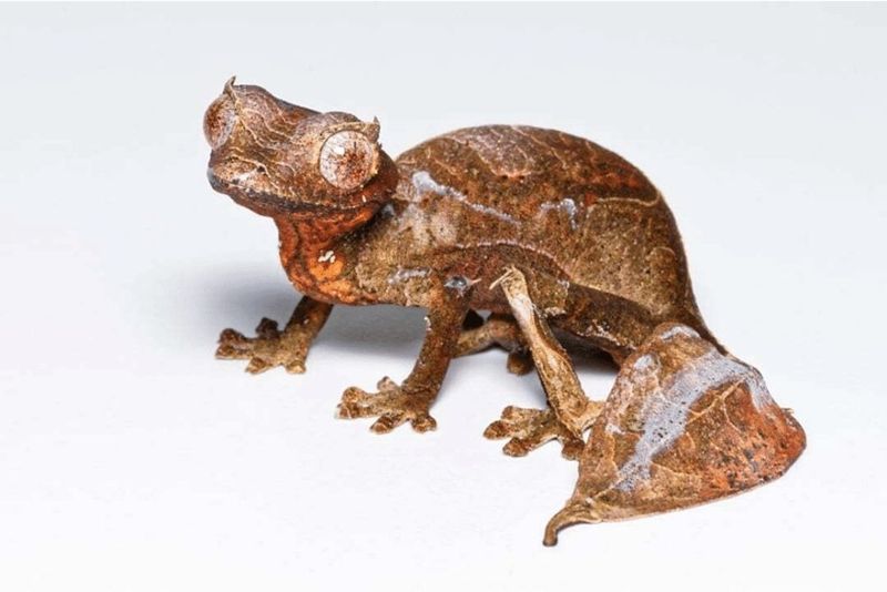 5 Fakta Menarik Satanic Leaf Tailed Gecko, Spesies Kadal Mirip Daun