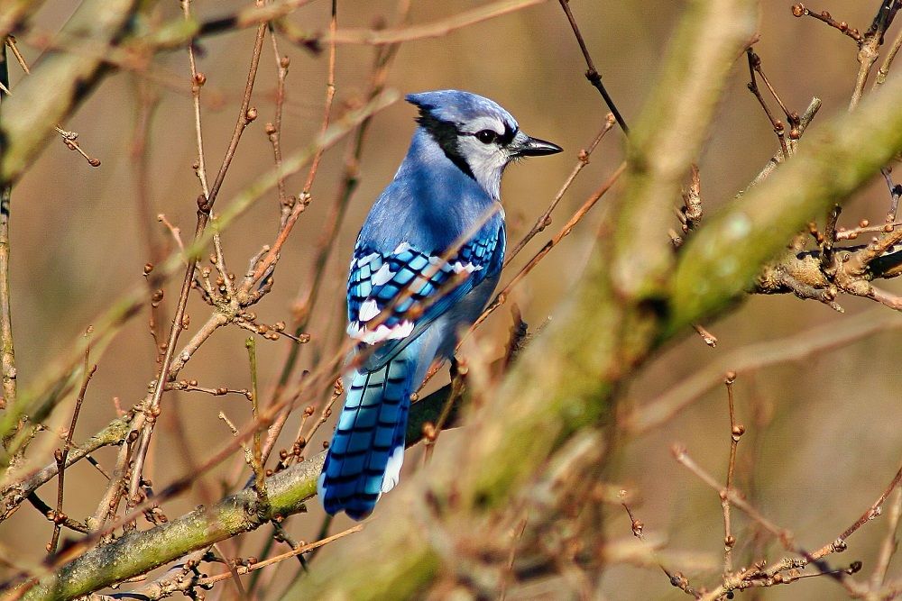 6 Fakta Burung Blue Jay Si Biru Yang Terkenal Cerewet