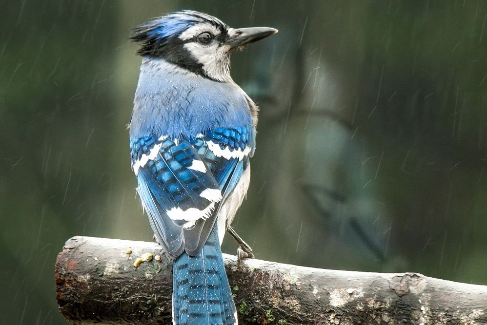 6 Fakta Burung Blue Jay Si Biru Yang Terkenal Cerewet