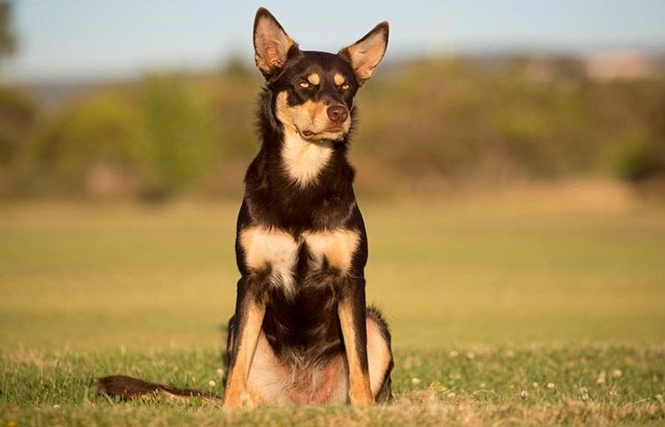 Spesies Anjing Yang Berasal Dari Wilayah Australia 