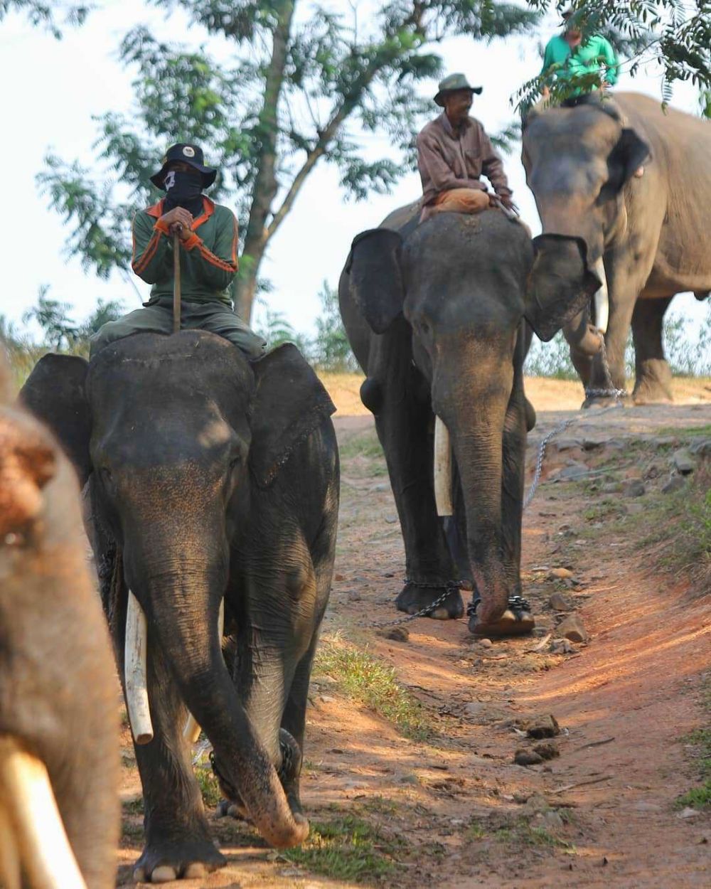 Warga Lampung Timur Meninggal Diserang Dua Gajah saat Melihat Ladang