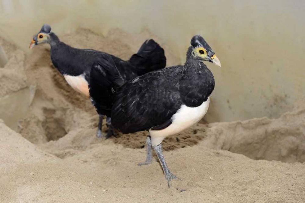 Ancaman Baru Bagi Burung Maleo yang Terancam Punah di Sulawesi