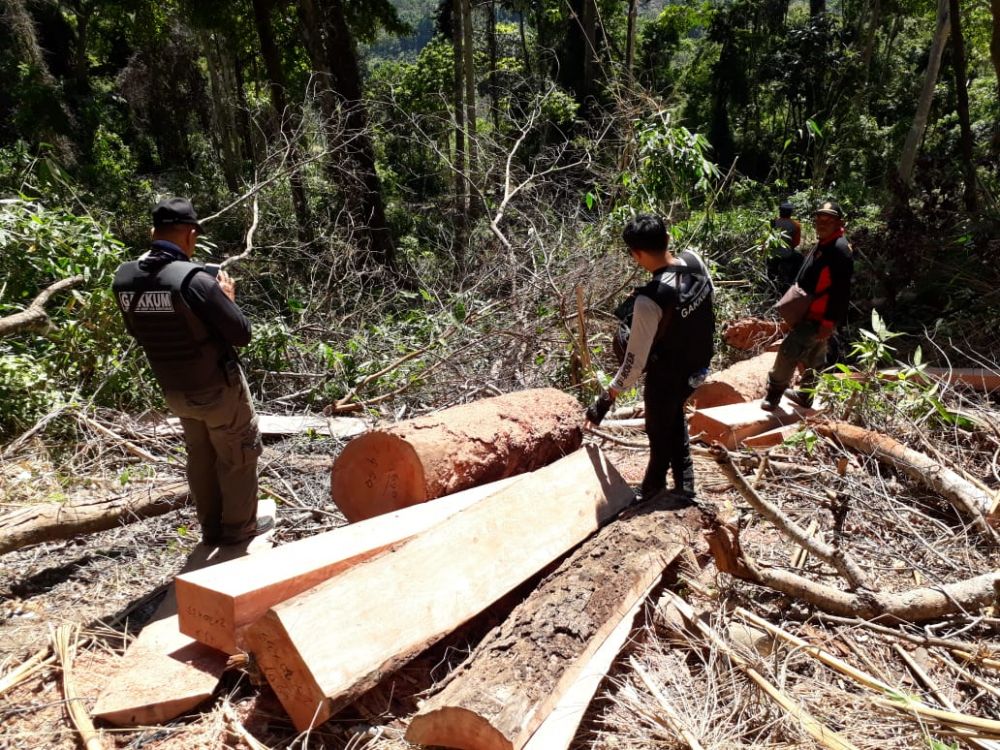 Bukan Mitos, Ular Naga Jawa Ditemukan di Hutan Sanggabuana Karawang