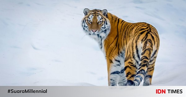 5 Fakta Harimau Siberia Salah Satu Hewan Terlangka Di Dunia