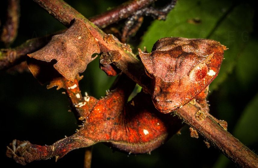 5 Fakta Menarik Satanic Leaf Tailed Gecko, Spesies Kadal Mirip Daun