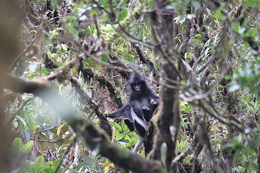 8 Hewan Dilindungi di Taman Nasional Ujung Kulon