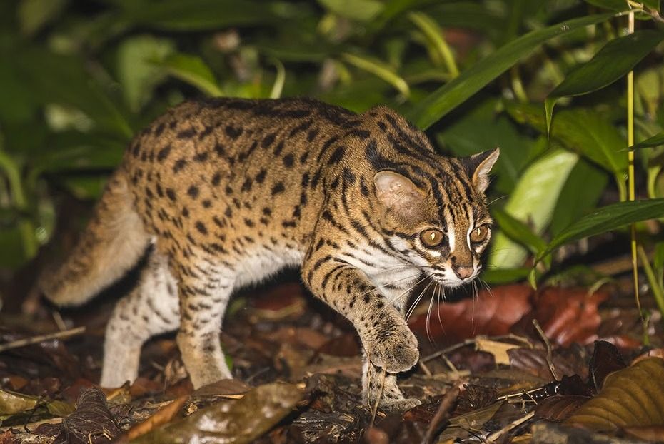 7 Spesies Kucing Liar Ini Mirip Kucing Piaraan di Rumah