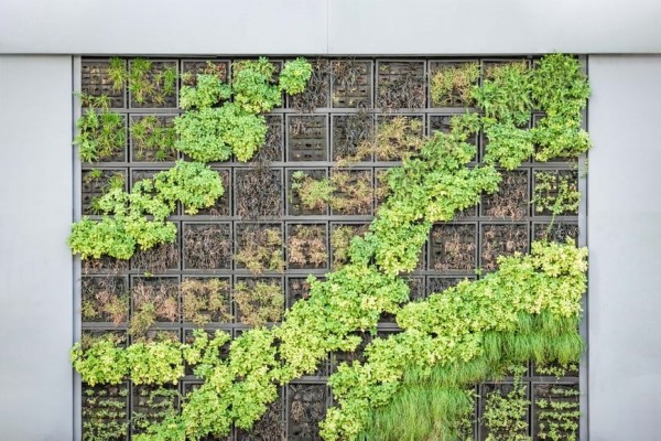 8 Langkah Memulai Kebun Vertikal di Rumah, Solusi Berkebun Hemat Lahan
