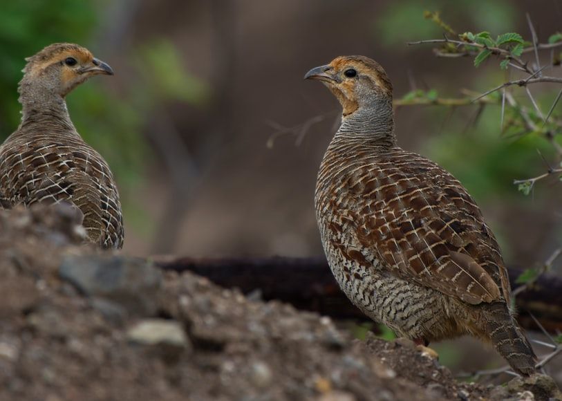 Mahasiswa UNY Sulap Kotoran Burung Puyuh Jadi Pupuk Tanaman  